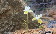Moraea serpentina