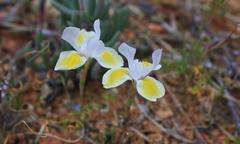 Moraea serpentina