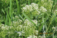 Lepidium chalepense