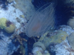 Leucothea multicornis