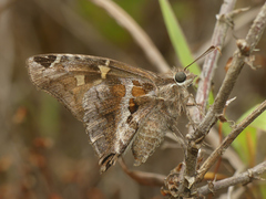 Chioides