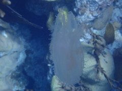 Leucothea multicornis