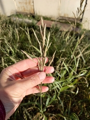 Bromus inermis