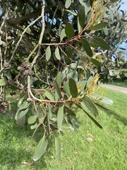 Eucalyptus serraensis