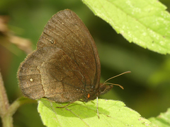 Manerebia cyclopella