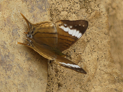 Marpesia corinna