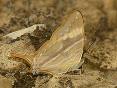 Marpesia corinna