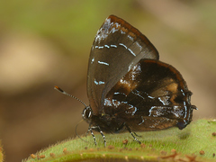 Ocaria calesia