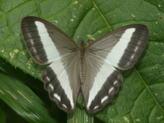 Oressinoma sorata