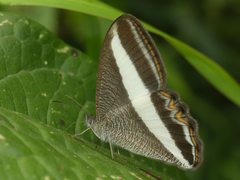 Oressinoma sorata
