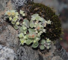 Crassula nemorosa