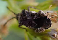 Merocoris