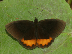 Pedaliodes hopfferi