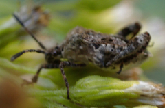 Merocoris