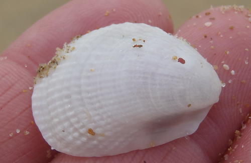 Limaria rotundata