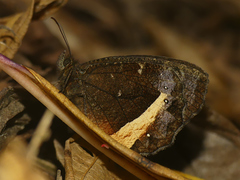 Pedaliodes hopfferi