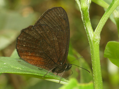 Pedaliodes manis