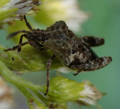 Merocoris