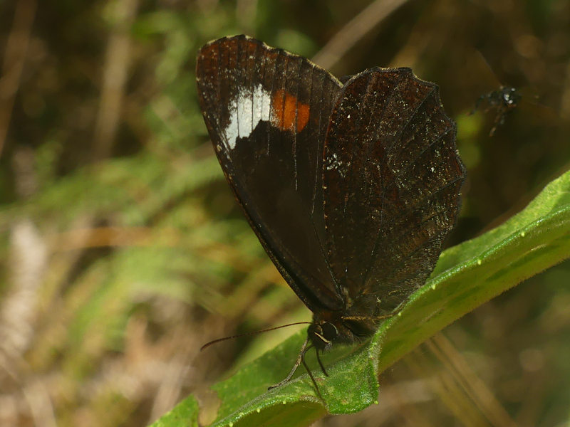 Pherepedaliodes pheretiades