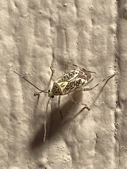 Taedia marmorata
