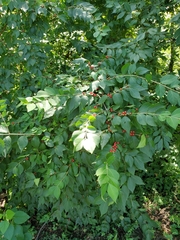 Lonicera maackii