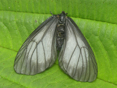 Styx infernalis