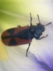 Arthrobrachus nigromaculatus