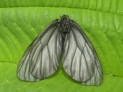 Styx infernalis