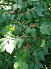 Lonicera maackii