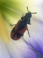 Arthrobrachus nigromaculatus