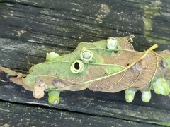 Pachypsylla celtidismamma