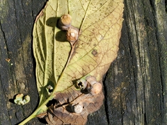 Pachypsylla celtidismamma