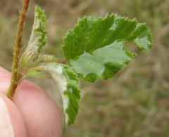 Hermannia althaeoides