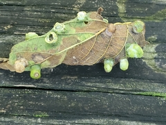 Pachypsylla celtidismamma