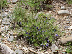 Aptosimum spinescens