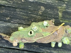 Pachypsylla celtidismamma