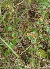 Hermannia althaeoides