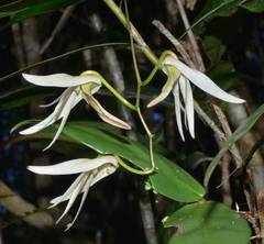 Dendrobium fractiflexum