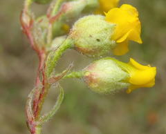 Hermannia althaeoides