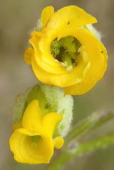 Hermannia althaeoides