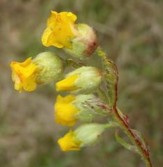 Hermannia althaeoides