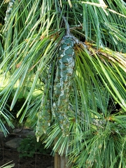 Pinus