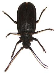Pixodarus spiniscapus