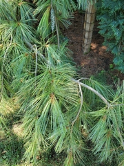 Pinus