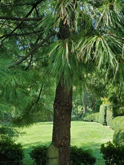 Pinus