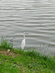 Egretta thula