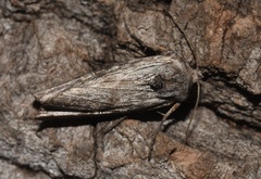 Lithomoia germana
