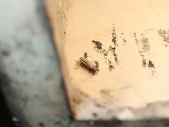 Polyhymno luteostrigella