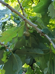 Quercus macrocarpa