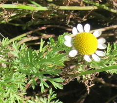 Cotula nigellifolia nigellifolia
